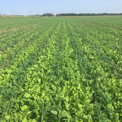 Soil Saver Producing Corn, Soybeans and Winter Wheat Huron County Ontario