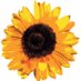 BedfordParkFestival (@bedfordparkfest) Twitter profile photo BedfordParkFestival (@bedfordparkfest) Twitter profile photo