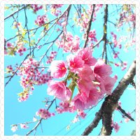 貴Nee (@sweepyresort) 's Twitter Profile