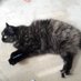 free cat (@freecatttrt) Twitter profile photo free cat (@freecatttrt) Twitter profile photo