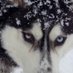 Tom George (@huskykiza8820) Twitter profile photo Tom George (@huskykiza8820) Twitter profile photo