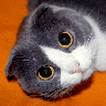WeHaveFurryFeet's profile picture. The musings and thoughts of one cat and two staff (humans) and a few vintage cars.