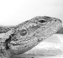 We're a vet clinic that treats reptiles, amphibians, fish, birds, rabbits, rodents, ferrets, guinea pigs & more. 1 Hunter Street, Waterloo 2017