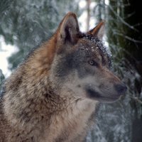 Wolven Writing (@wolvenwriting) 's Twitter Profile