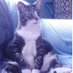 Jay The Cat (@jaythecat4) Twitter profile photo Jay The Cat (@jaythecat4) Twitter profile photo