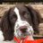 DuchessUplands's profile image