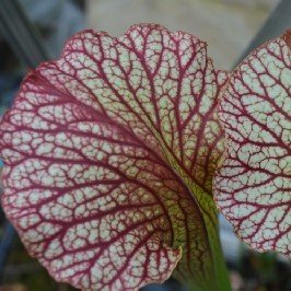 Grower of carnivorous plants, 2015 @tauntonfs silver medal winner.