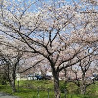 小泉里穂🍋 (@riho335) 's Twitter Profile Photo 小泉里穂🍋 (@riho335) 's Twitter Profile Photo