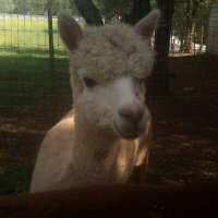 (((Stargazer Alpaca))) (@punkscience8) 's Twitter Profile