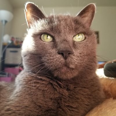 busy_bee44's profile picture. ELF~Arashian~89 line~Swiftie~Cat Mom~Romance Reader~Gamer~CO native~Hockey Fan #goavesgo~