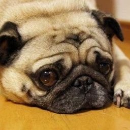 rtpcm3's profile picture. 