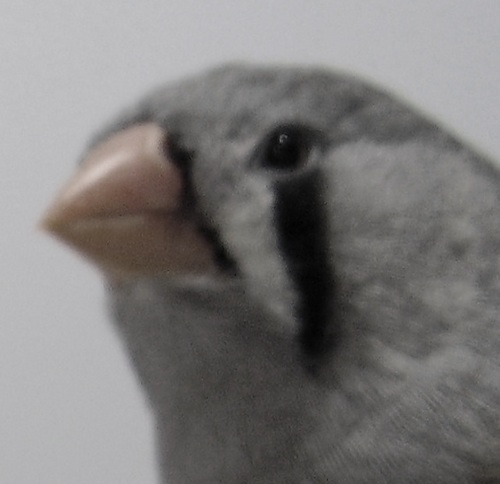We're a vet clinic that treats birds, fish, reptiles, amphibians, rabbits, rodents, ferrets, guinea pigs & more. 1 Hunter Street, Waterloo 2017