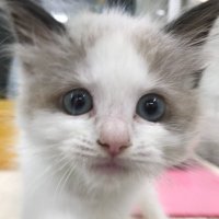 かねだい立川店 (@kanedai_tckw) 's Twitter Profile