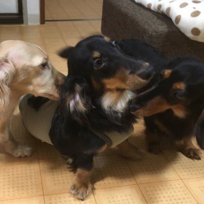vimoko982's profile picture. 我が家のミニチュアダックス3兄弟です！　皆とても仲良く、そして皆、とても個性に溢れています！　    皆と幸せな時間がいつまでも続きますように！！