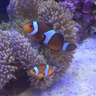 files7_ancoro's profile picture. 考え中