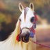 نايف العطير (@pkltgcugdpndfpb) Twitter profile photo نايف العطير (@pkltgcugdpndfpb) Twitter profile photo