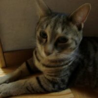 海豚の子 (@ifacitc) 's Twitter Profile