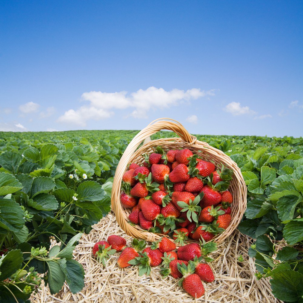 Voor de lekkerste dagverse aardbeien kan je steeds bij ons terecht! Je vindt ons op de lokale boerenmarkt.