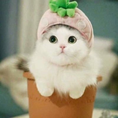 المملكة العربية السعودية