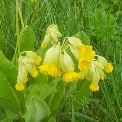 BellesdeJardins's profile picture. Que je sois🌹 gallique ou 🍓d'obtention  #jaimelanjou ❤ ses #jardins🍀🌱, les photos 📷 , le #DIY et les #battleflowers ! 🕊 (possède un copyright) ©️