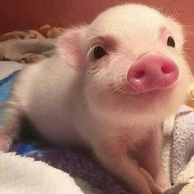 ringworm08's profile picture. Tanga tanga ahahaha