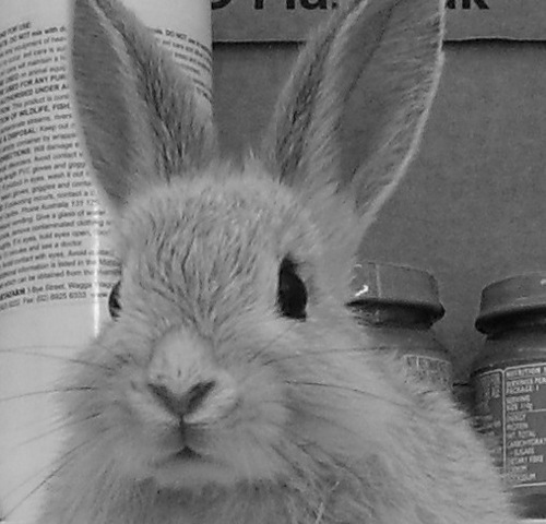We're a vet clinic that treats rabbits, rodents, ferrets, guinea pigs, birds, fish, reptiles, amphibians & more. 1 Hunter Street, Waterloo 2017
