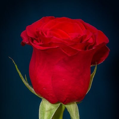 Lwatso39's profile picture. Parent to two fantastic, beautiful girls.  All views my own.