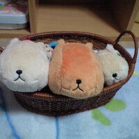 かぴばら☆📜 (@nahokapi) 's Twitter Profile