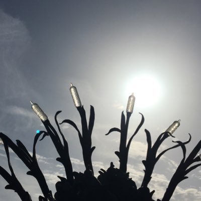 dldesnoettes's profile picture. Il fait beau !