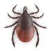 Tick (@ticbug) Twitter profile photo Tick (@ticbug) Twitter profile photo