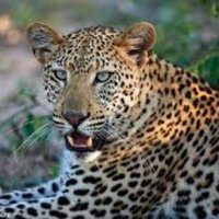 Journeys-and-Africa (@littlezulus) 's Twitter Profile