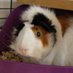 CoolCavy (@coolcavy) Twitter profile photo CoolCavy (@coolcavy) Twitter profile photo