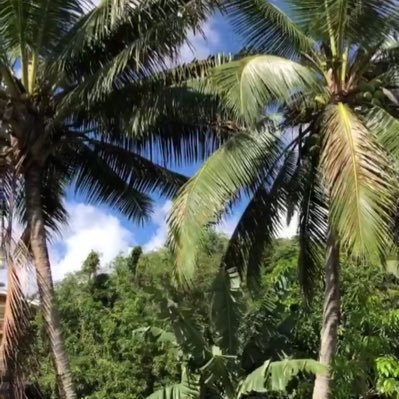 tomatoe101's profile picture. 