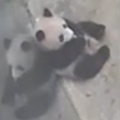 pandakopanda (@panda_kopannda_) / X