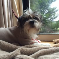 Minnie's Mum(@miniesmum) 's Twitter Profile Photo