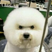 Bean (@pybbean) 's Twitter Profile