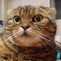 kawahara yoko (@idiot02) 's Twitter Profile Photo kawahara yoko (@idiot02) 's Twitter Profile Photo