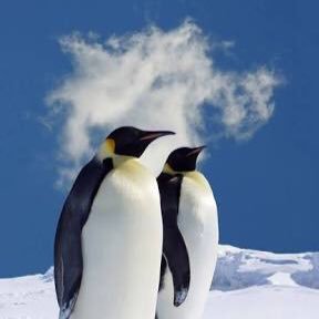ペンギン男 Penguinman19 Twitter
