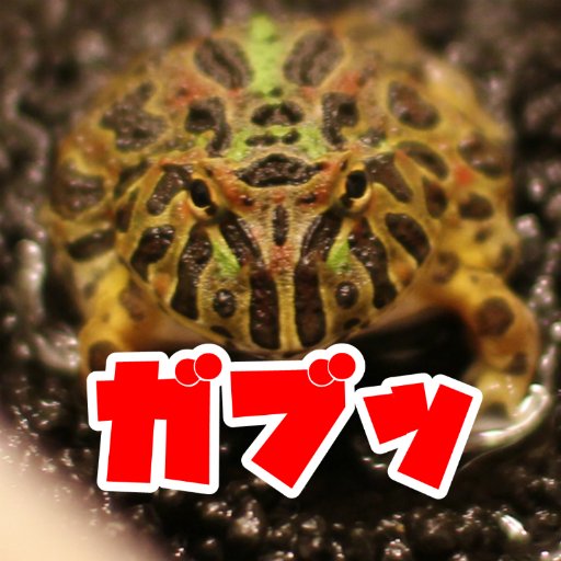 YouTubeにカエル動画を投稿しています!カエル好きとつながりたい☆ カエルを大切にしている方に無言フォロー失礼します(*´ ˘ `*) まだかチャンネルはこちら↓