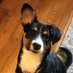 TheBooneDoggie (@theboonedoggie) Twitter profile photo TheBooneDoggie (@theboonedoggie) Twitter profile photo