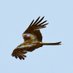 Red Kite Tours NI (@redkitetours_ni) Twitter profile photo Red Kite Tours NI (@redkitetours_ni) Twitter profile photo