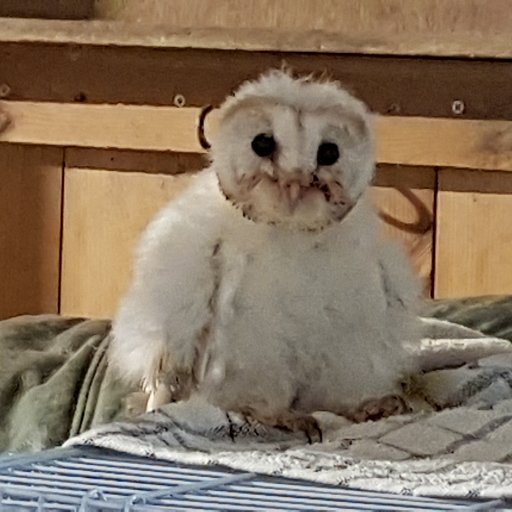 OmellCatherine's profile picture. Mad woman; too many animals - cats, dogs, parrots, cattle, sheep, goats, horses, pointless ponies! Devon.