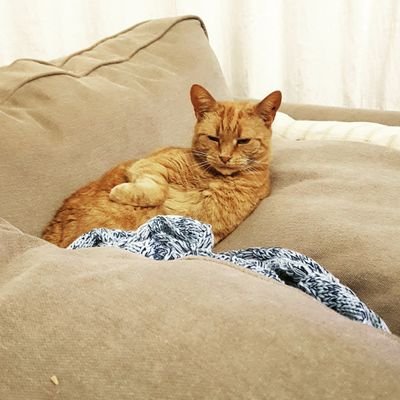 Stunning ginger cat princess sharing life with her stinky brother and some humans. Sister to @catpawsLouis https://t.co/oIEk7dtKHd