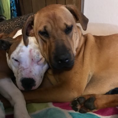 BriannaBrabble's profile picture. 