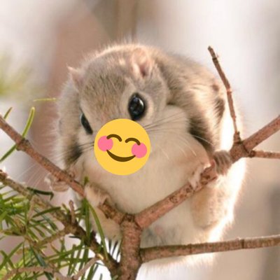 ももんがっ Sorairo Sorappi Twitter ももんがっ Sorairo Sorappi Twitter
