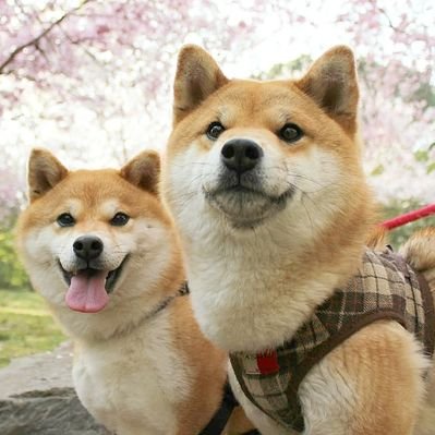 柴犬たま Tama7653 Twitter 柴犬たま Tama7653 Twitter