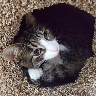 I'm the kitty that decided to live in the house of @tweetthehat