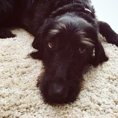 Daisydooodle16's profile picture. Dog. I like eating socks but only when they're going on feet and I like to eat mud. The shadows in the garden are trying to kill me. BIRDS. FRISBEE. BARKING.