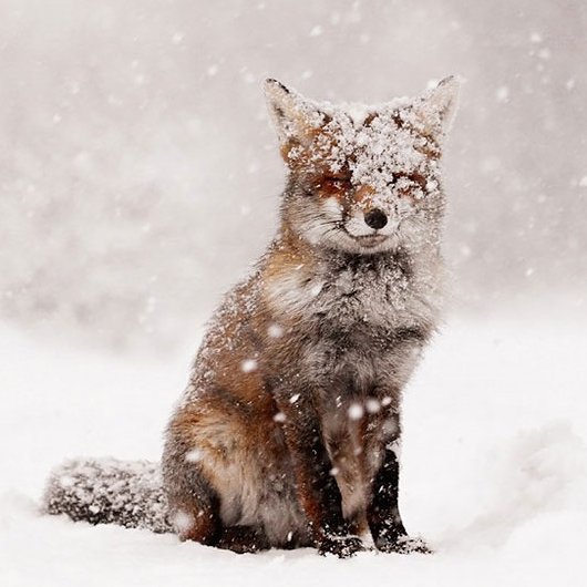 foxyferoce's profile picture. 