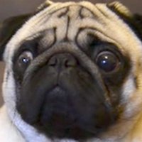 Momus (@chthonium) 's Twitter Profile Photo